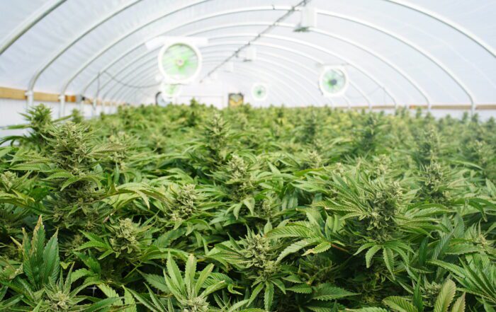 Large Indoor Marijuana Commercial Growing Operation With Fans, G