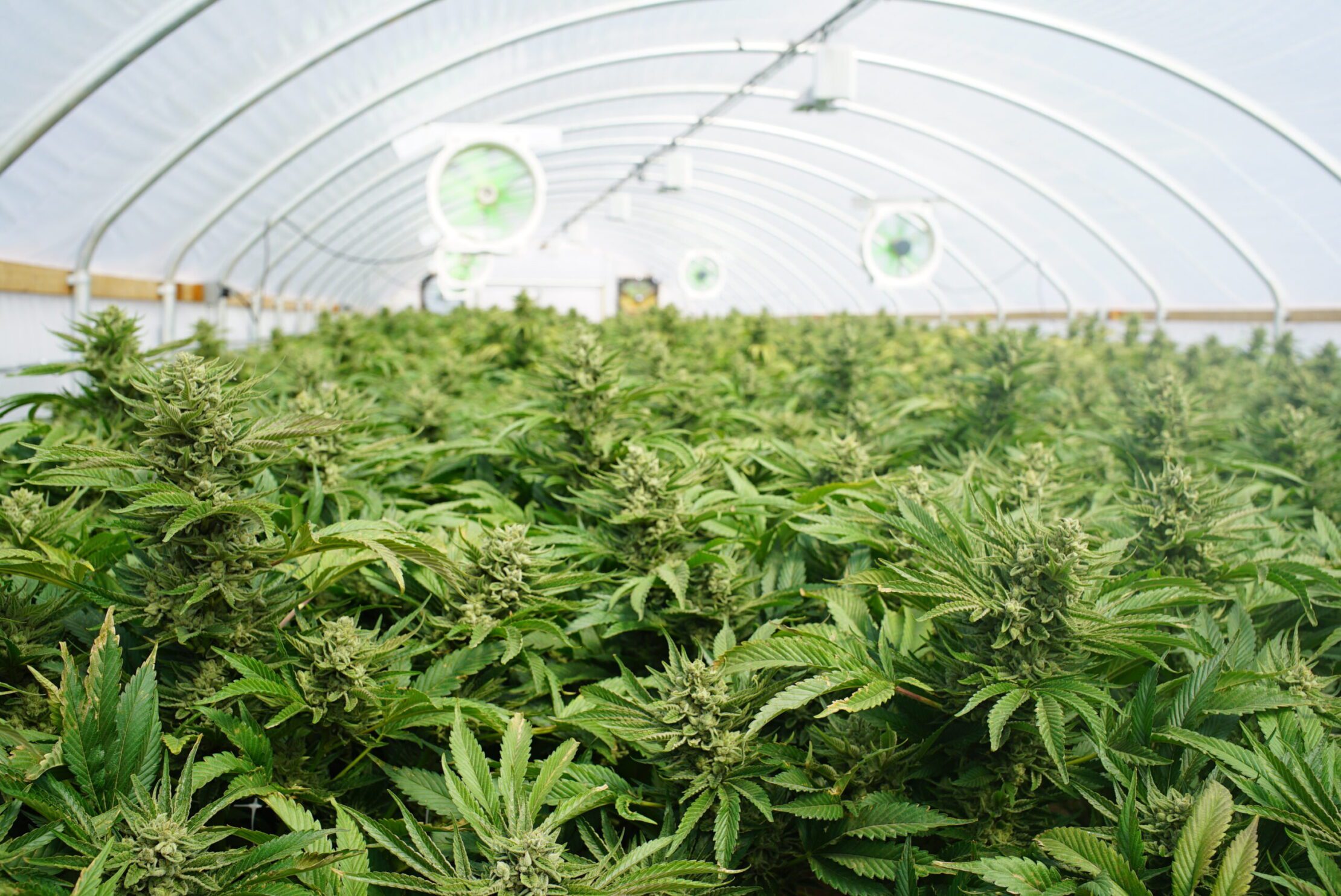 Large Indoor Marijuana Commercial Growing Operation With Fans, G