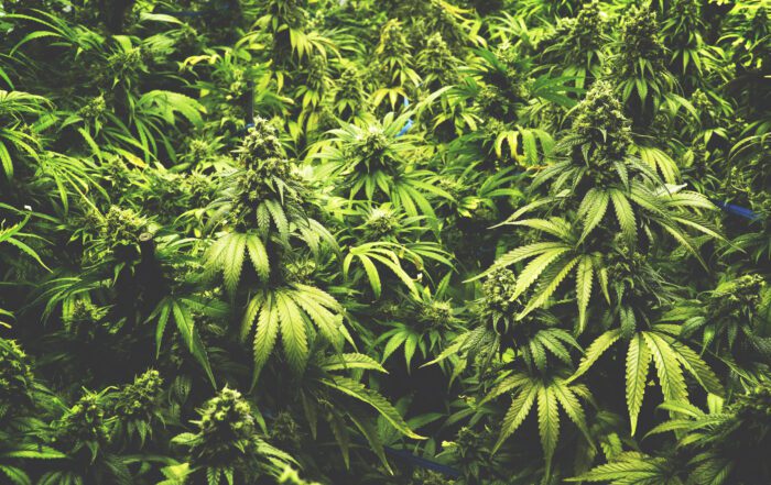 Background Texture of Marijuana Plants at Indoor Cannabis Farm w
